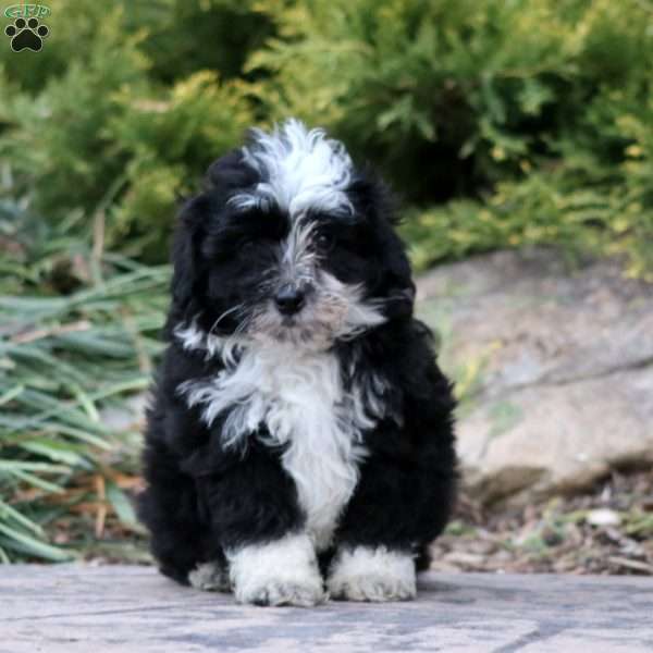 Peyton, Mini Aussiedoodle Puppy