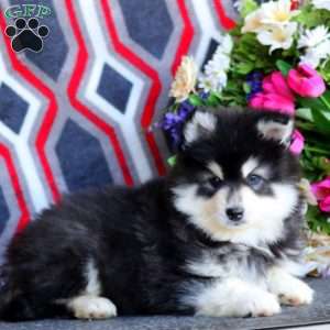 Peyton, Pomsky Puppy