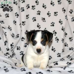 Philip, Jack Russell Terrier Puppy