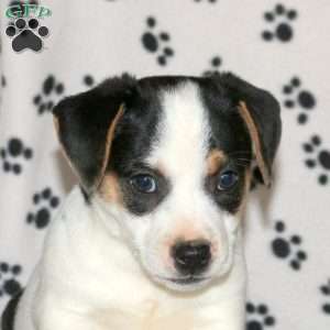 Philip, Jack Russell Terrier Puppy