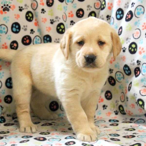 Phoebe, Golden Labrador Puppy