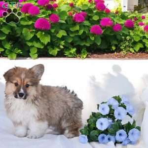 Austin, Pembroke Welsh Corgi Puppy