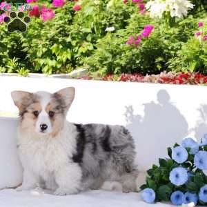 Abigail, Pembroke Welsh Corgi Puppy