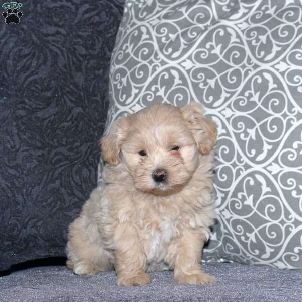 Pike, Toy Poodle Mix Puppy