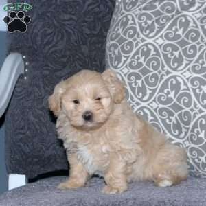 Pike, Toy Poodle Mix Puppy