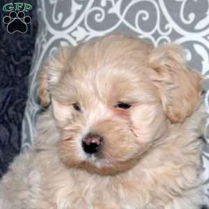 Pike, Toy Poodle Mix Puppy