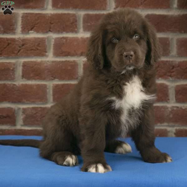 Piper, Newfoundland Puppy