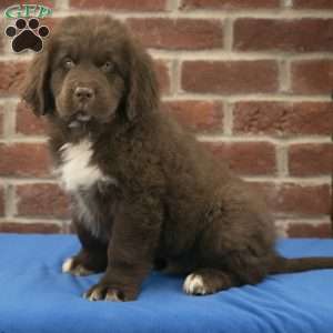 Piper, Newfoundland Puppy