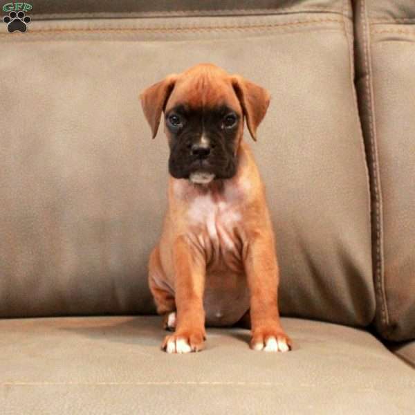 Piper, Boxer Puppy