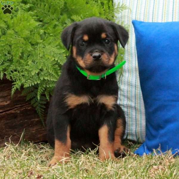 Piper, Rottweiler Puppy