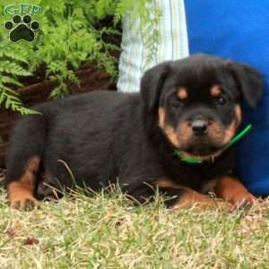 Piper, Rottweiler Puppy