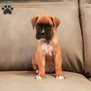 Piper, Boxer Puppy