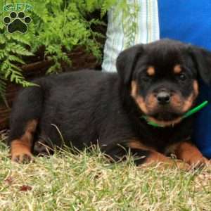 Piper, Rottweiler Puppy