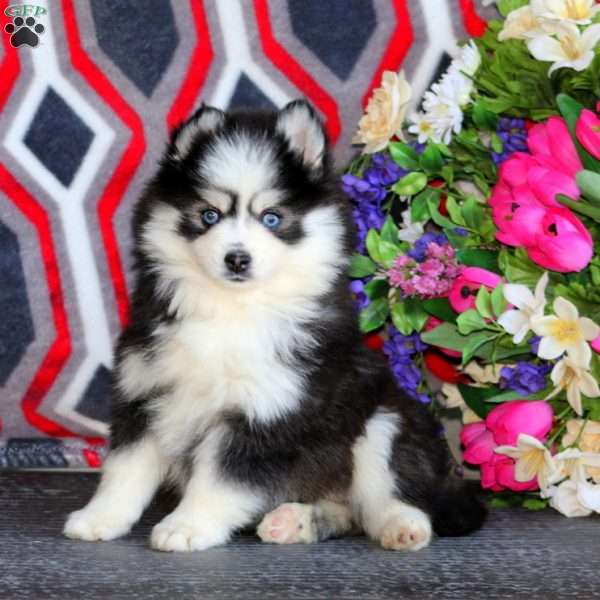 Piper, Pomsky Puppy