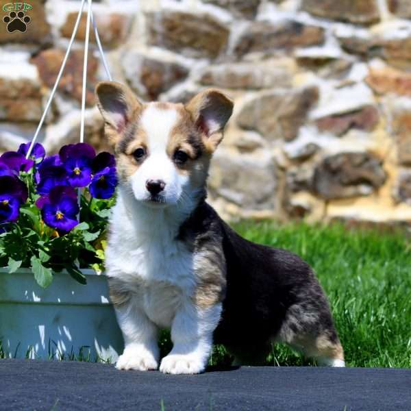 Piper, Pembroke Welsh Corgi Puppy