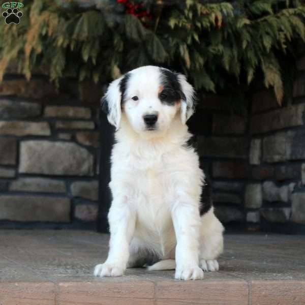 Piper, Mini Golden Mountain Doodle Puppy