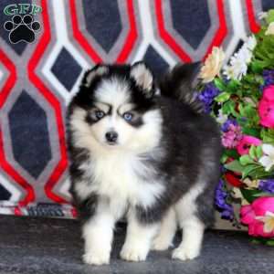 Piper, Pomsky Puppy