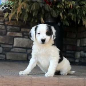 Piper, Mini Golden Mountain Doodle Puppy