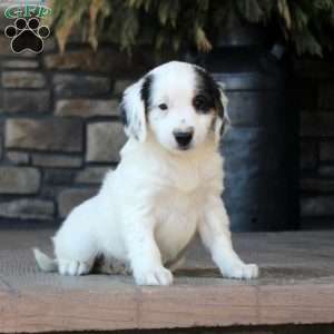 Piper, Mini Golden Mountain Doodle Puppy