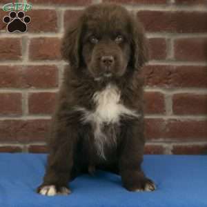 Piper, Newfoundland Puppy