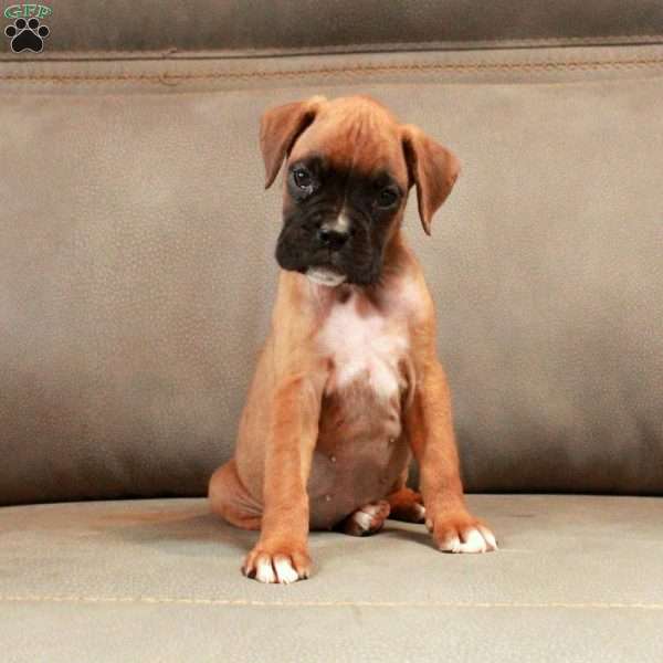 Pippa, Boxer Puppy