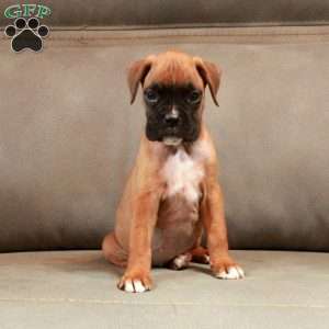 Pippa, Boxer Puppy