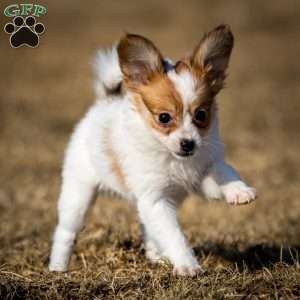 Pippi, Papillon Puppy