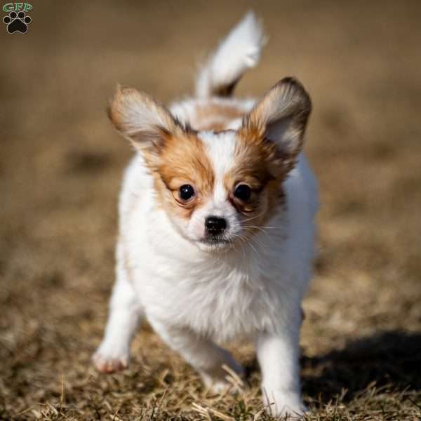 Pippi, Papillon Puppy