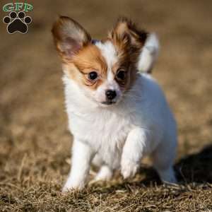 Pippi, Papillon Puppy