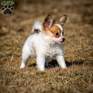 Pippi, Papillon Puppy