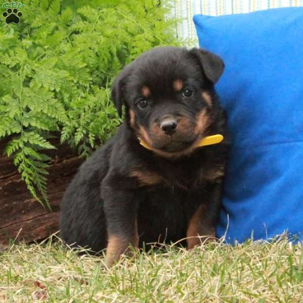 Pippin, Rottweiler Puppy