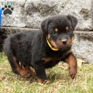 Pippin, Rottweiler Puppy