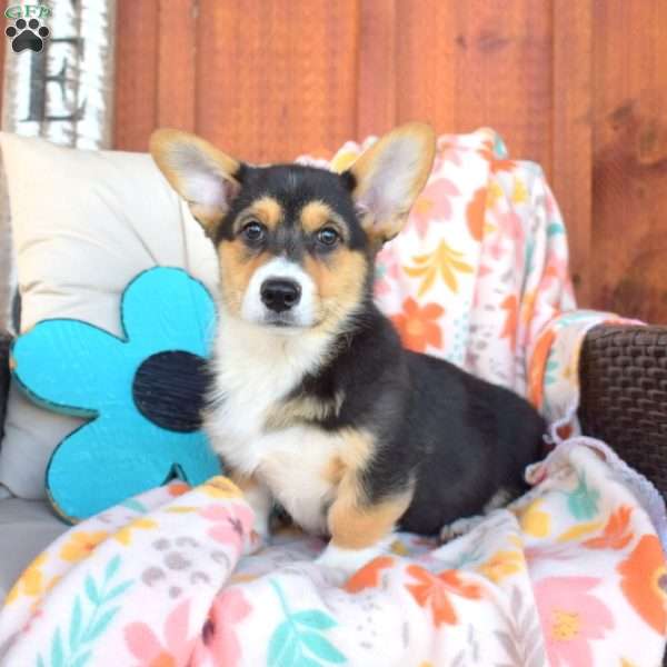 Pluto, Pembroke Welsh Corgi Puppy
