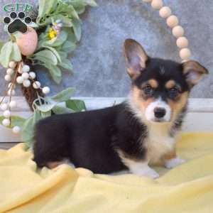 Pluto, Pembroke Welsh Corgi Puppy