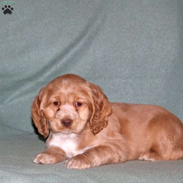 Polly, Cocker Spaniel Puppy