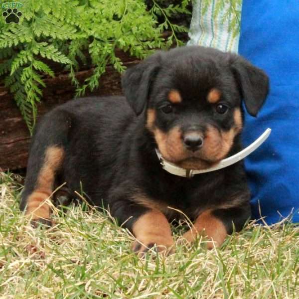 Polly, Rottweiler Puppy