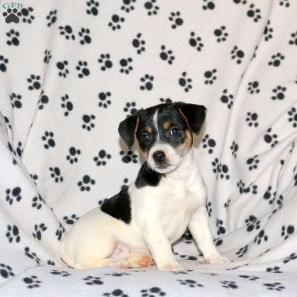 Polly, Jack Russell Terrier Puppy