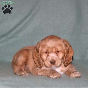 Polly, Cocker Spaniel Puppy