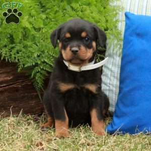 Polly, Rottweiler Puppy