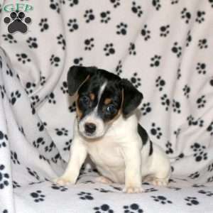 Polly, Jack Russell Terrier Puppy