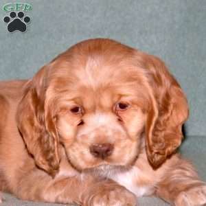 Polly, Cocker Spaniel Puppy