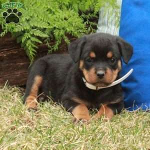 Polly, Rottweiler Puppy