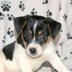 Polly, Jack Russell Terrier Puppy