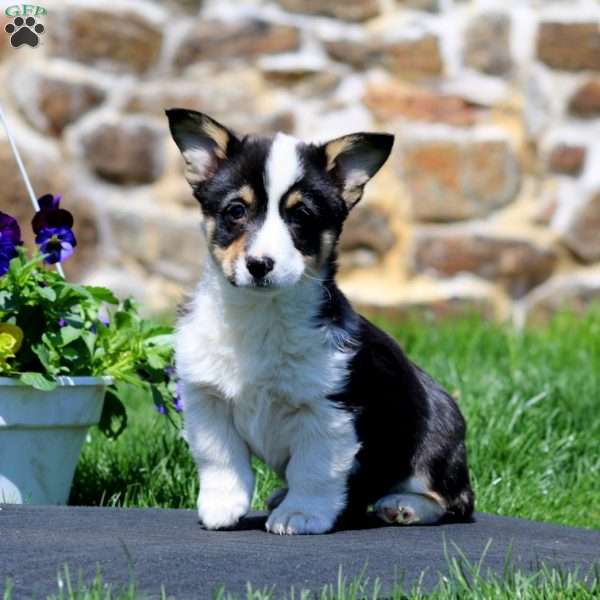 Polly, Pembroke Welsh Corgi Puppy
