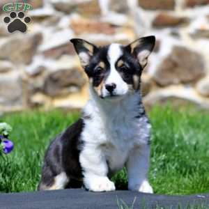Polly, Pembroke Welsh Corgi Puppy