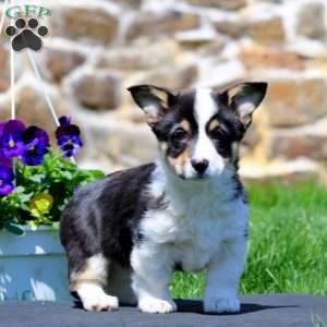 Polly, Pembroke Welsh Corgi Puppy