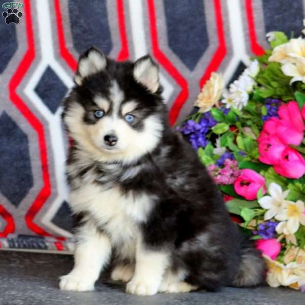 Poppy, Pomsky Puppy