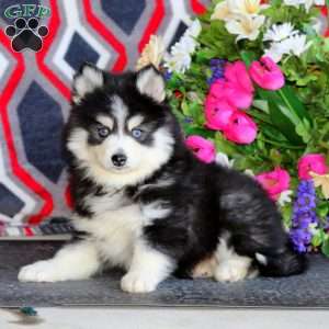 Poppy, Pomsky Puppy