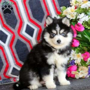 Poppy, Pomsky Puppy