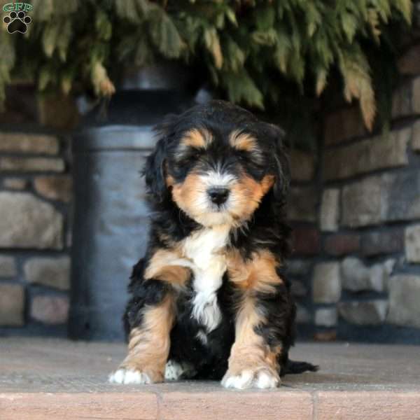 Preston, Mini Golden Mountain Doodle Puppy